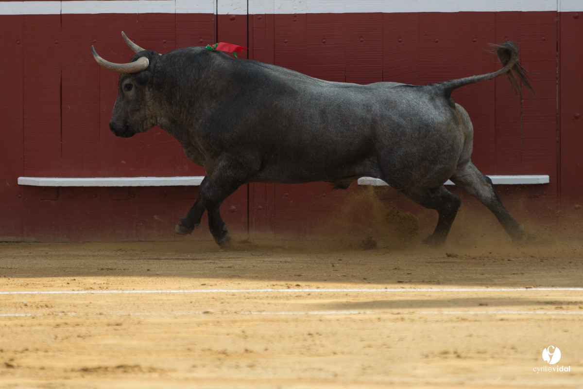 Mont-de-Marsan corrida d'Adolfo Martin