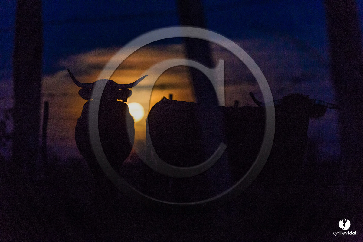 Photos du livre Ganadère landais en 2020