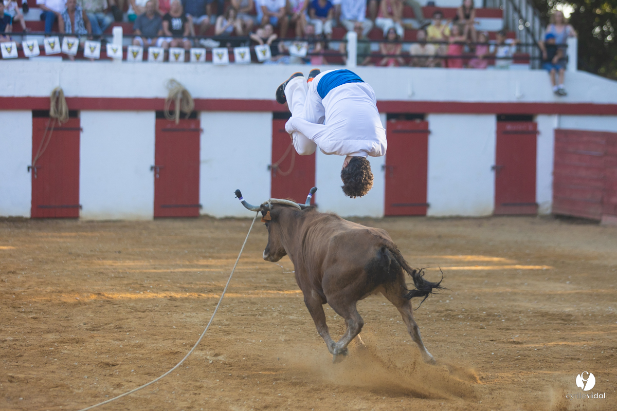 Course landaise à Panjas
