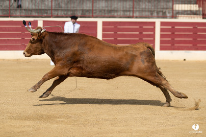 Course landaise Le Houga Ganadéria Dussau Cuadrilla Alexandre Brethes