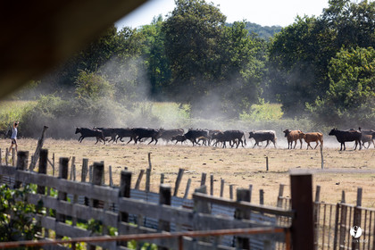 Course landaise à Panjas