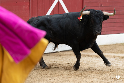 Corrida d'Aire sur l'Adour
