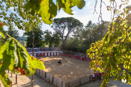 Course landaise à Panjas