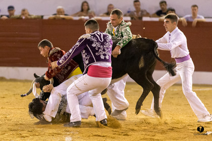 Aire sur l'Adour course landaise génération Aturine