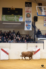Horsarrieu course landaise du boléro d'Argent