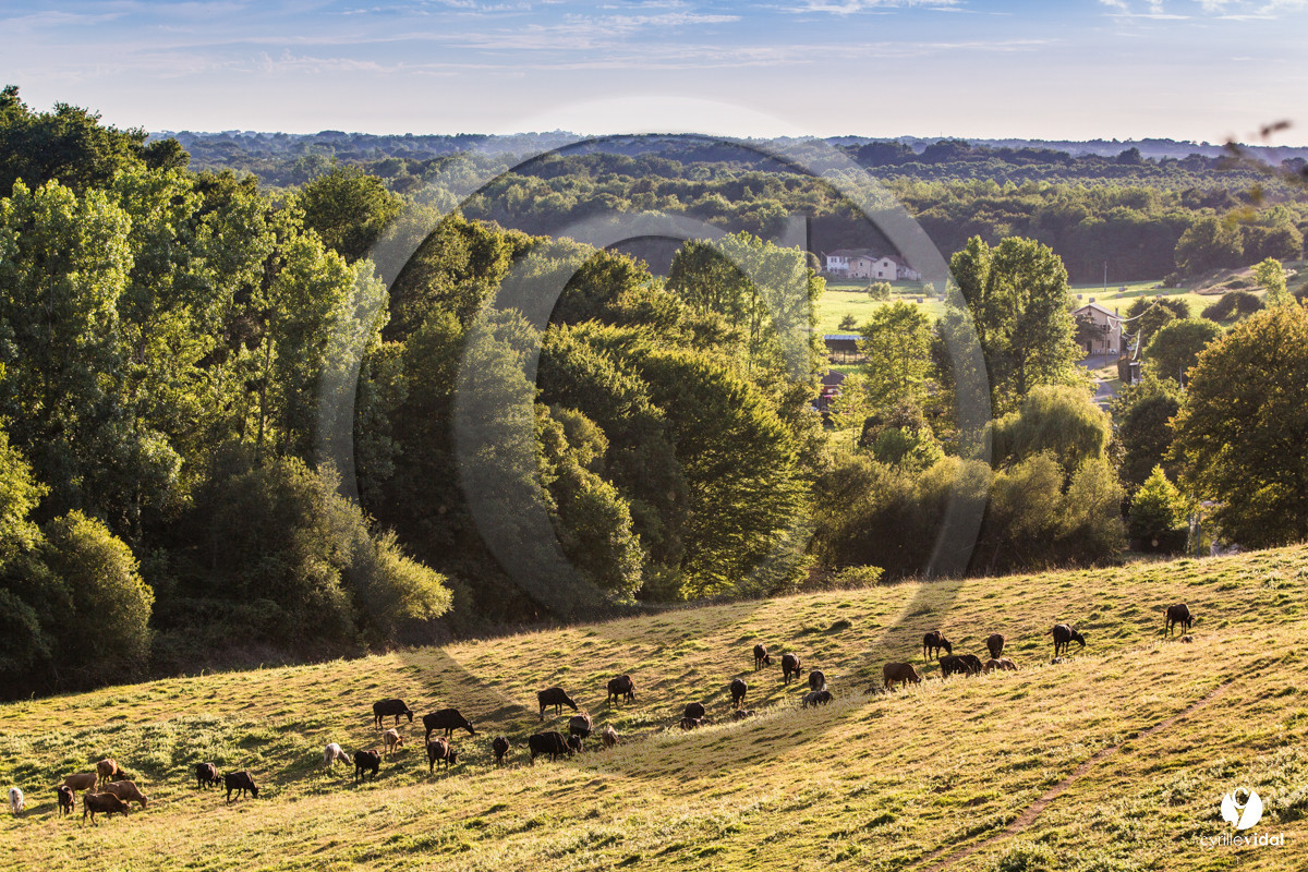 Photos du livre Ganadère landais en 2020