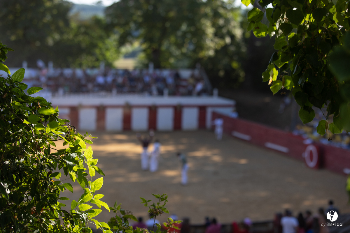 Course landaise à Panjas