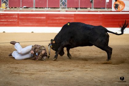 Mont-de-Marsan championnat de France de course landaise 2019