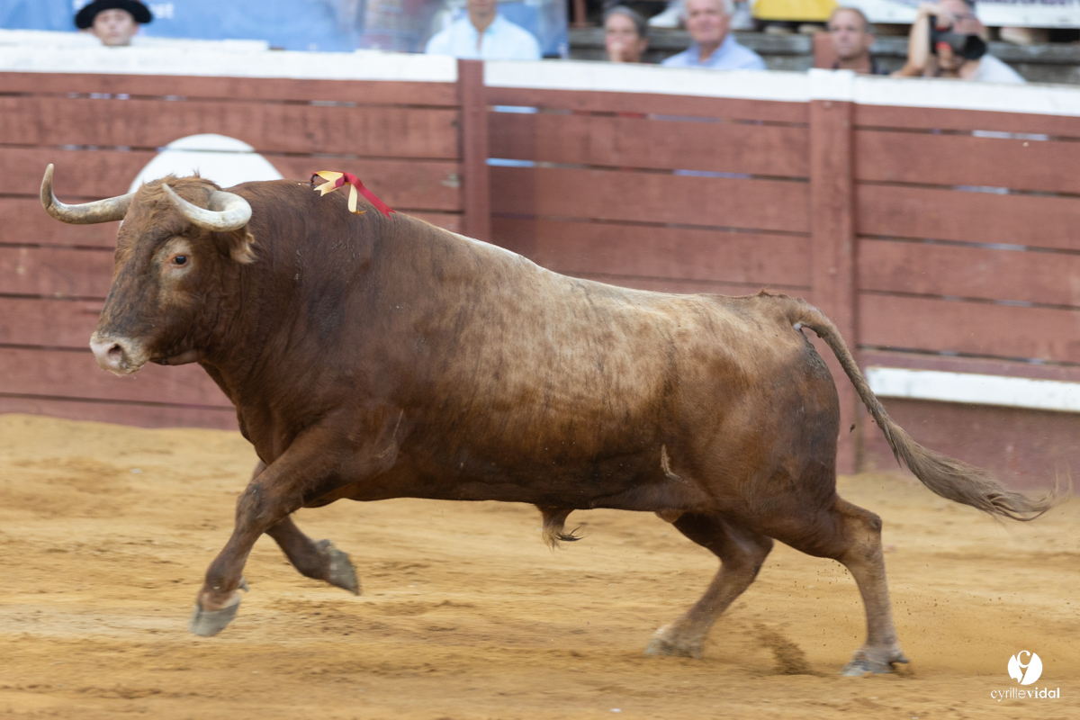 Corrida de Villeneuve-de-Marsan