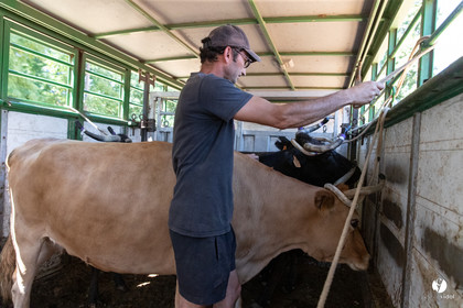 Course landaise à Panjas