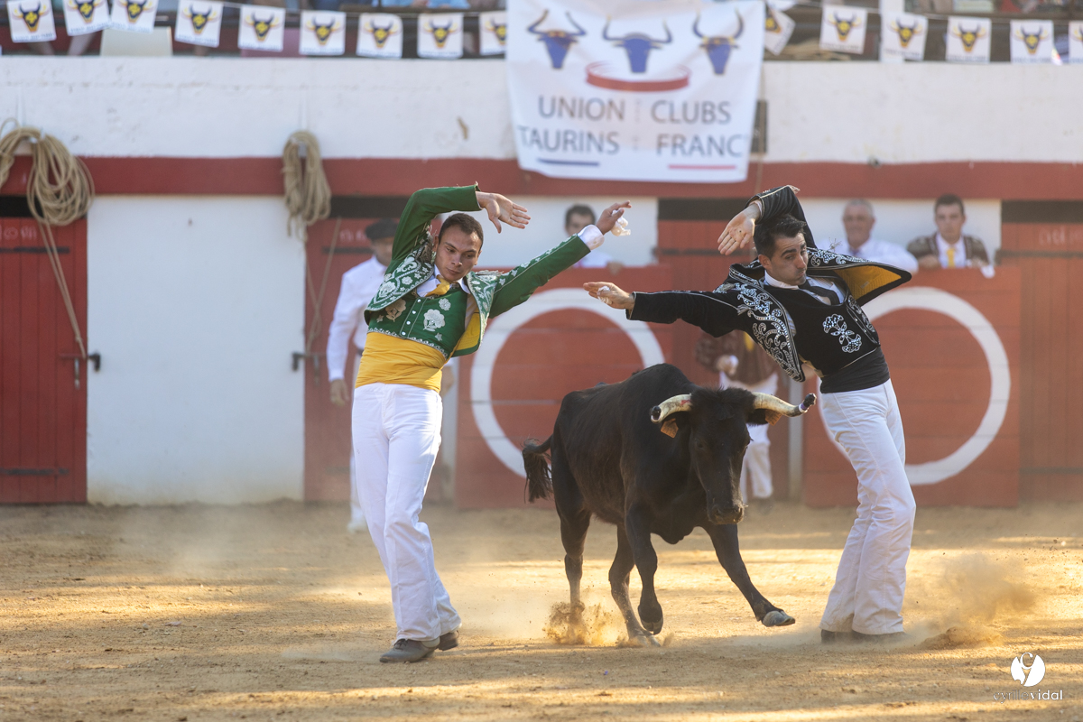 Course landaise à Panjas