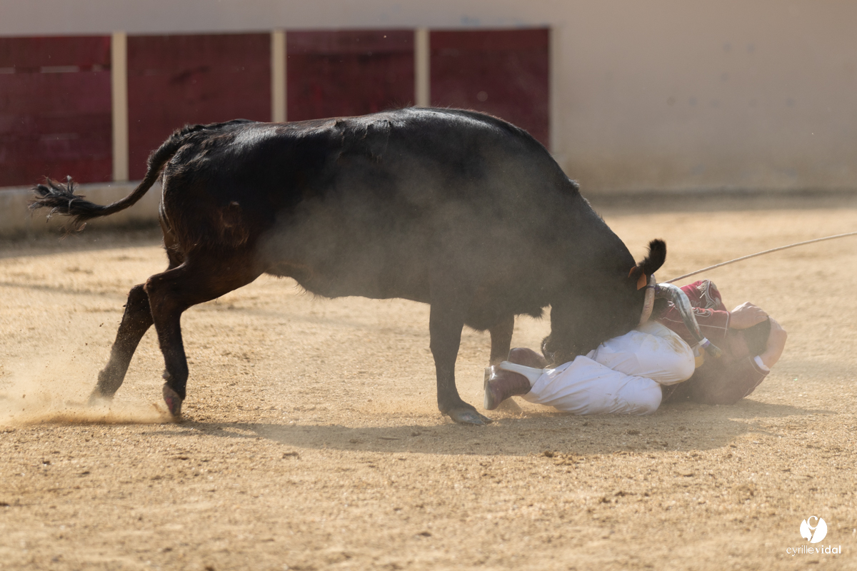 Course landaise Le Houga Ganadéria Dussau Cuadrilla Alexandre Brethes