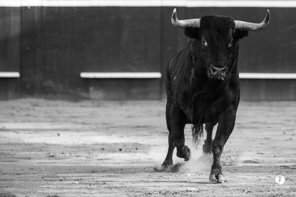 Mont-de-Marsan corrida de Dolores Aguirre pour Octavio Chacon - Pepe Moral - Juan Léal