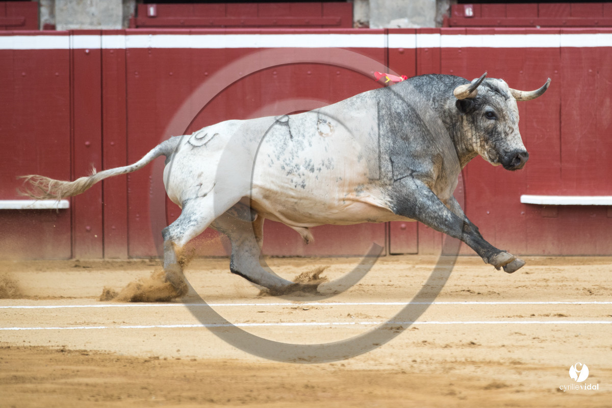 Mont-de-Marsan corrida de la Quinta pour Juan Bautista - Emilio de Justo - Thomas DUFAU