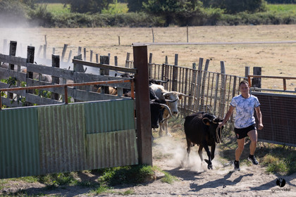 Course landaise à Panjas