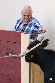 Course landaise Le Houga Ganadéria Dussau Cuadrilla Alexandre Brethes