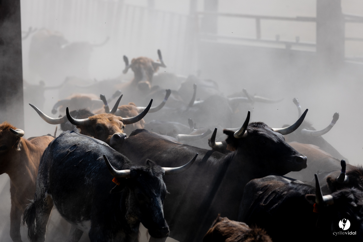 Course landaise à Panjas