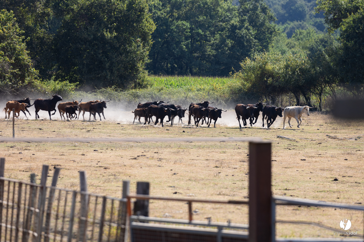 Course landaise à Panjas