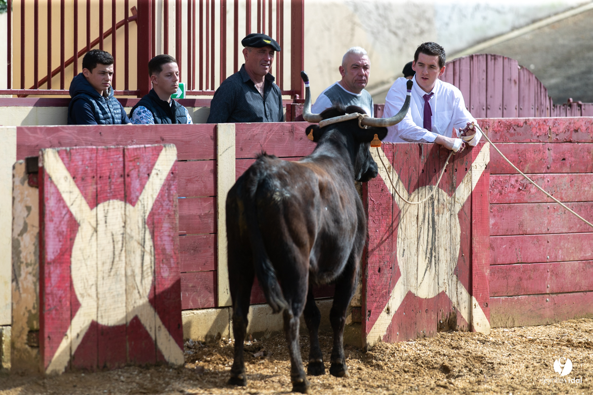 Course landaise Le Houga Ganadéria Dussau Cuadrilla Alexandre Brethes