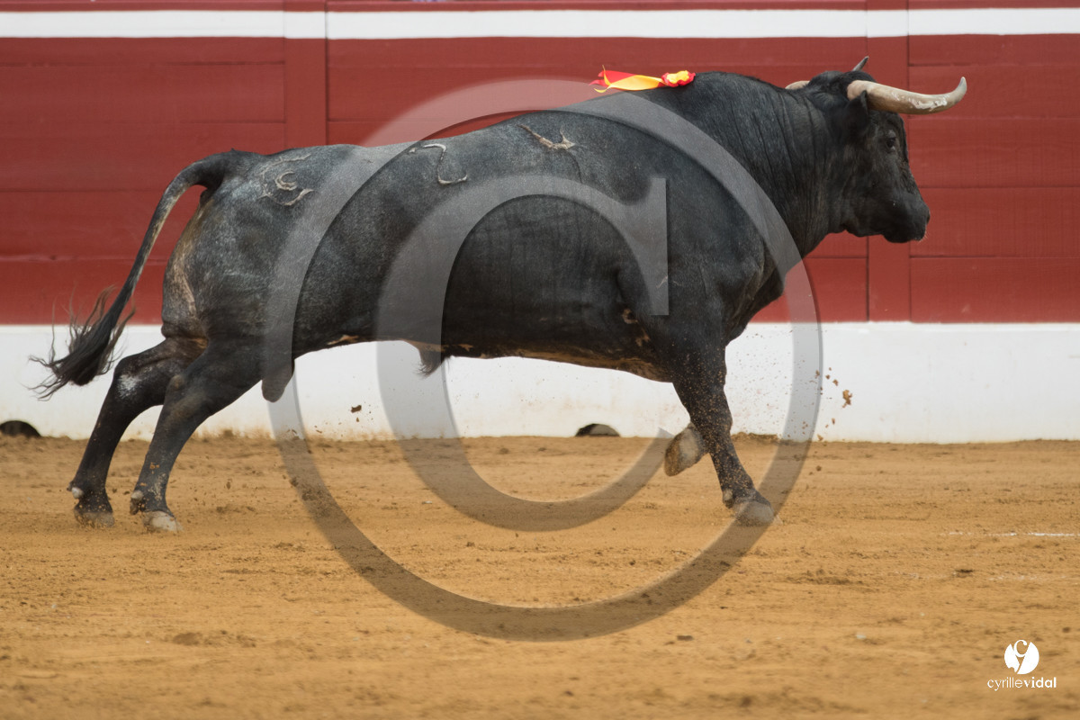 Mont-de-Marsan corrida de la Quinta pour Juan Bautista - Emilio de Justo - Thomas DUFAU
