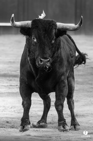 Mont-de-Marsan corrida de Dolores Aguirre pour Octavio Chacon - Pepe Moral - Juan Léal