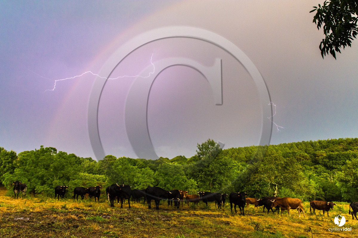 Photos du livre Ganadère landais en 2020