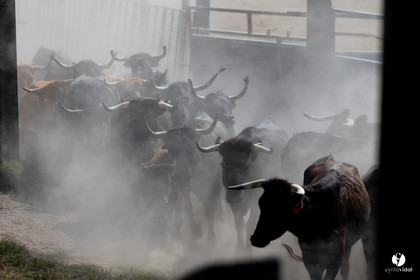 Course landaise à Panjas