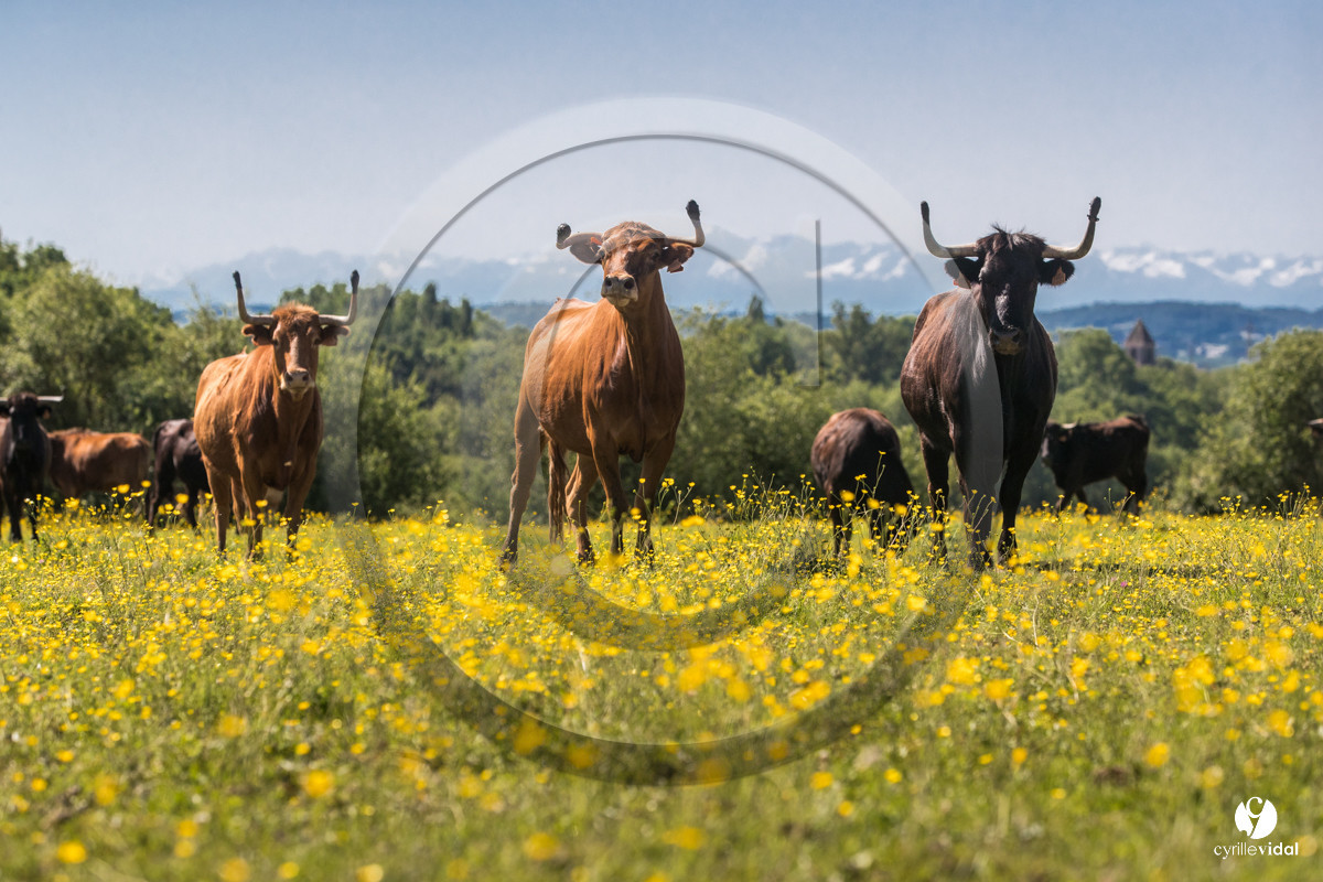 Photos du livre Ganadère landais en 2020