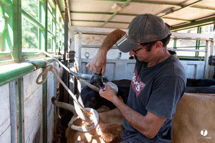 Course landaise à Panjas
