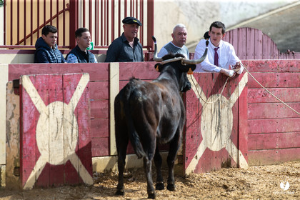Course landaise Le Houga Ganadéria Dussau Cuadrilla Alexandre Brethes