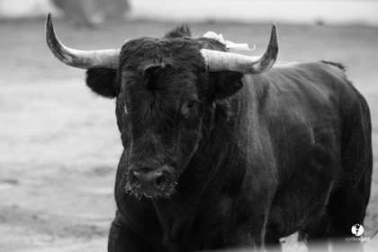 Mont-de-Marsan corrida de Dolores Aguirre pour Octavio Chacon - Pepe Moral - Juan Léal