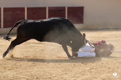 Course landaise Le Houga Ganadéria Dussau Cuadrilla Alexandre Brethes