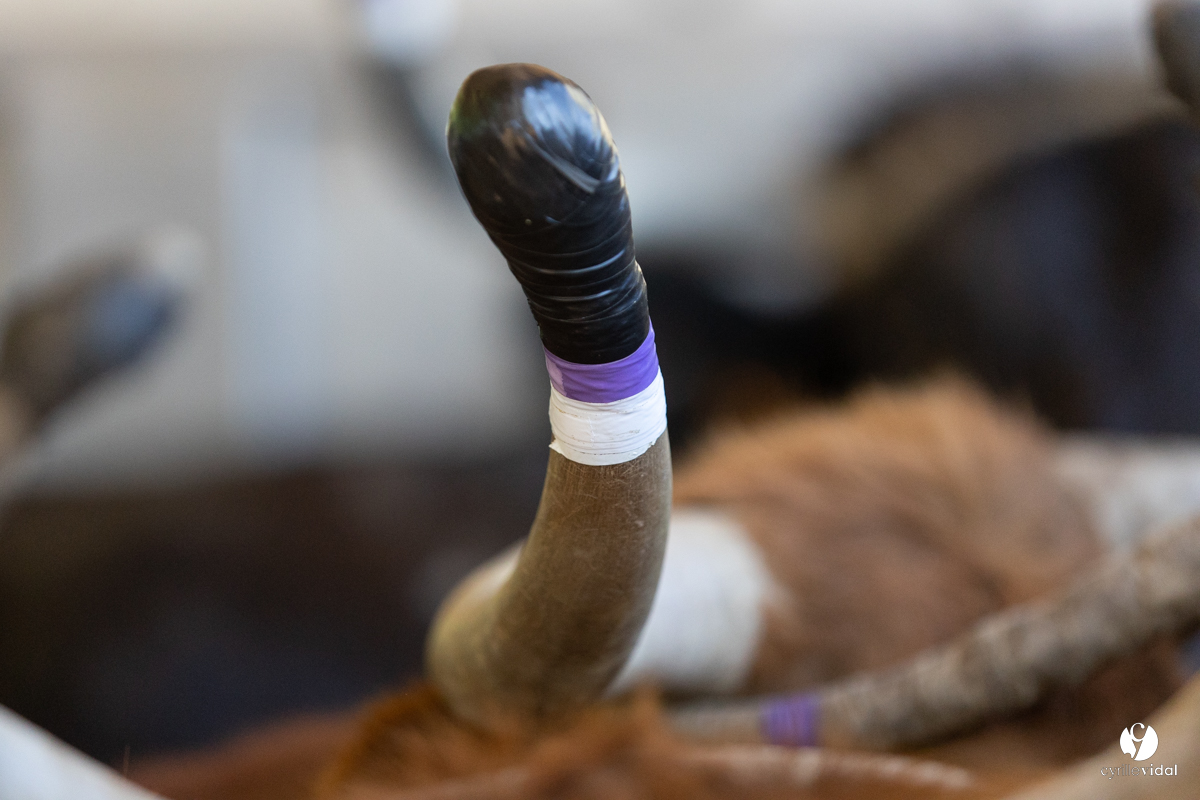 Course landaise à Panjas