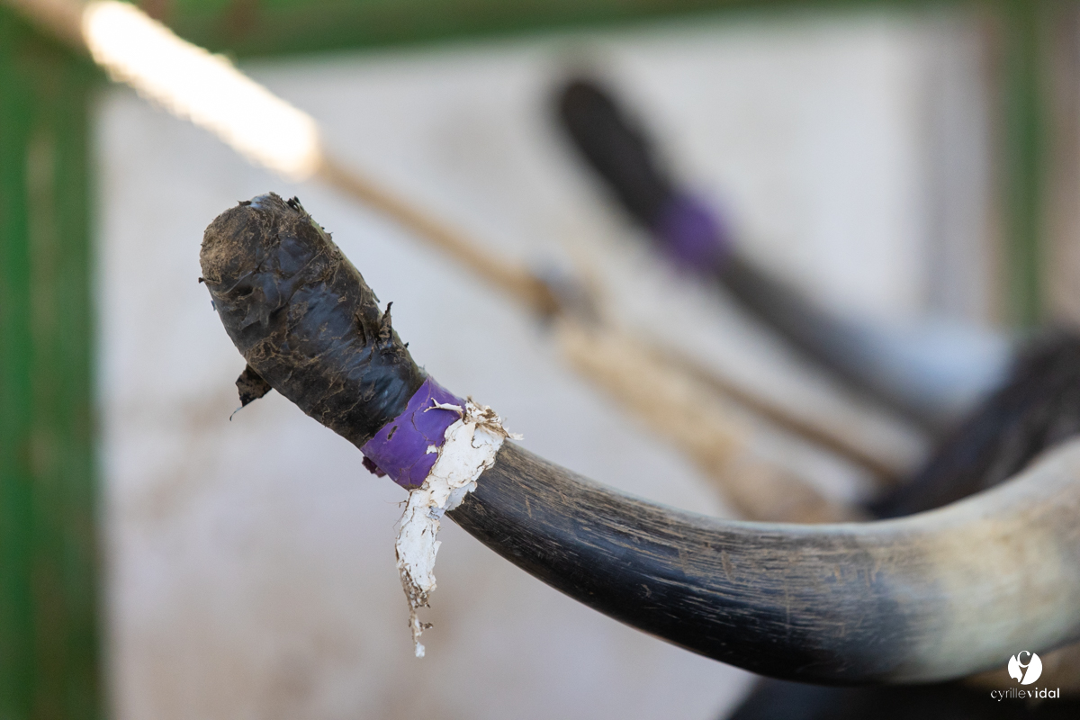 Course landaise à Panjas