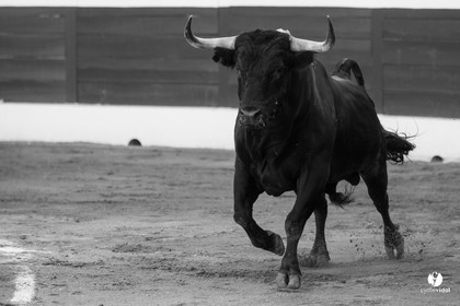 Mont-de-Marsan corrida de Dolores Aguirre pour Octavio Chacon - Pepe Moral - Juan Léal