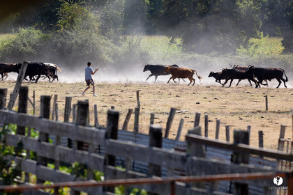Course landaise à Panjas