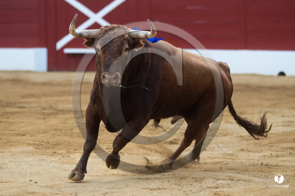 Mont-de-Marsan corrida de Jandilla pour Padilla - Talavante - Roca Rey