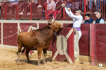 Course landaise Le Houga Ganadéria Dussau Cuadrilla Alexandre Brethes