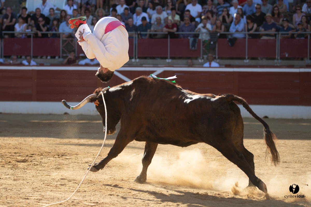 Mont-de-Marsan championnat de France de course landaise 2019