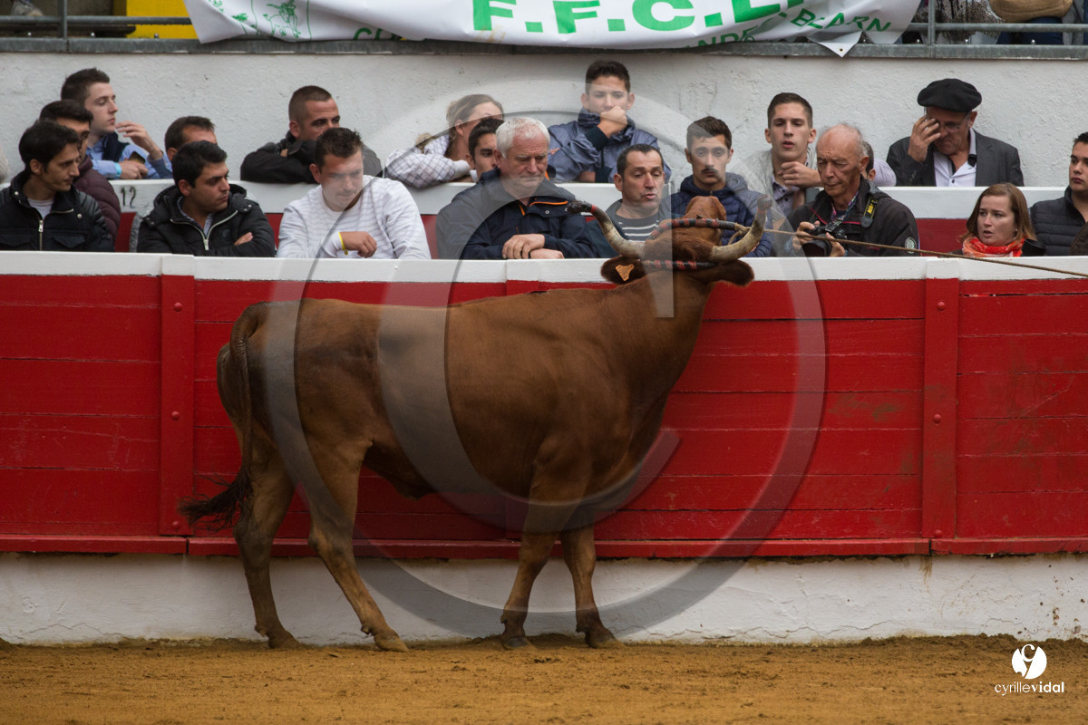 Nogaro Championnatde France de Course Landaise 2017
