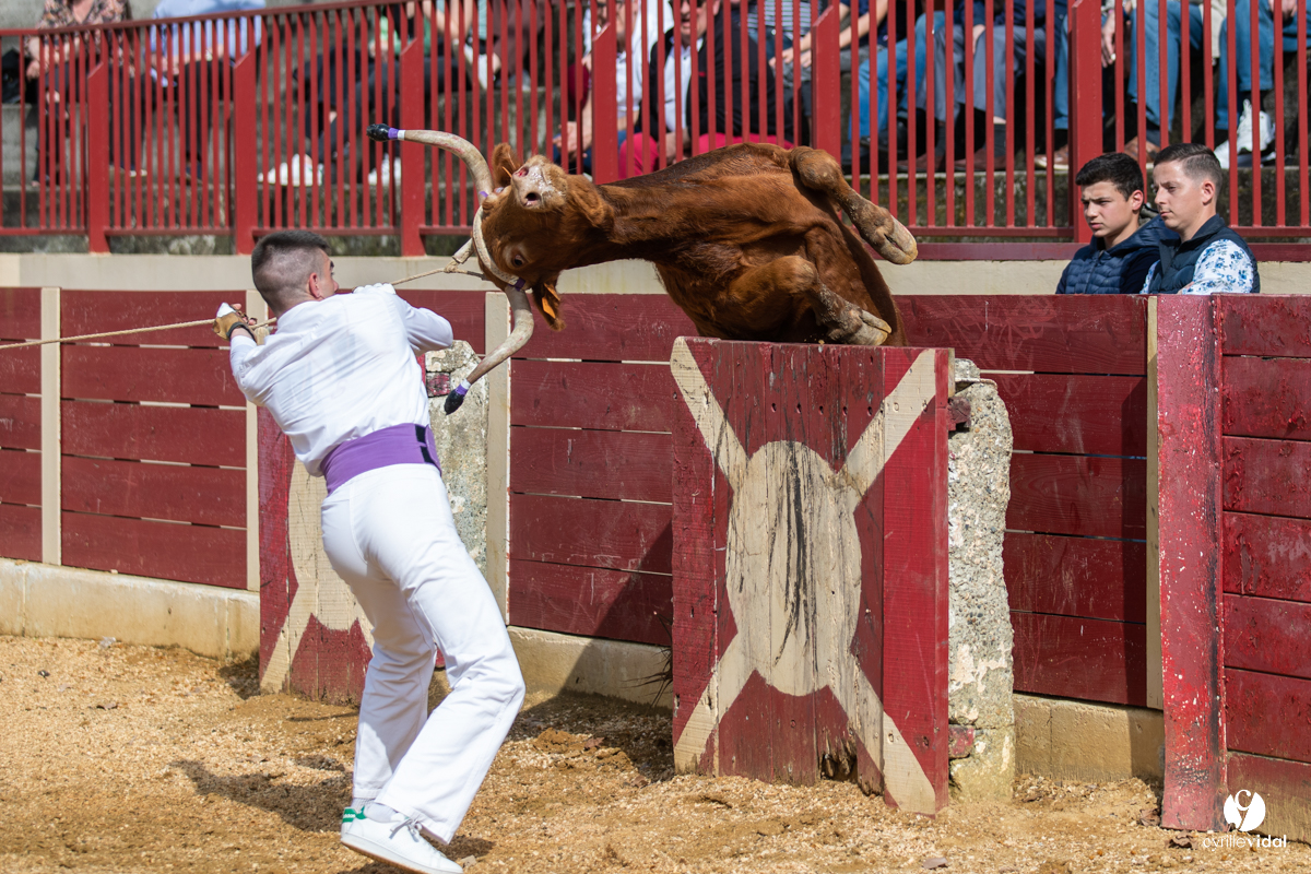 Course landaise Le Houga Ganadéria Dussau Cuadrilla Alexandre Brethes