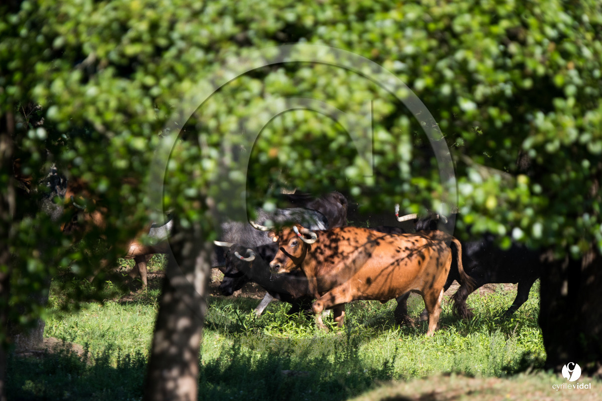 Photos du livre Ganadère landais en 2020