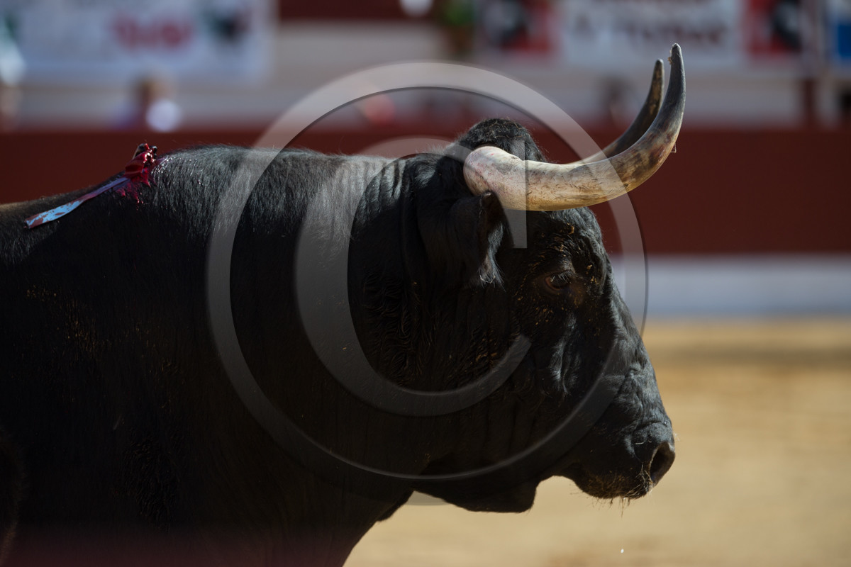 corrida, toro, vic fezensac, alcurrucen, michelito, morenito de aranda