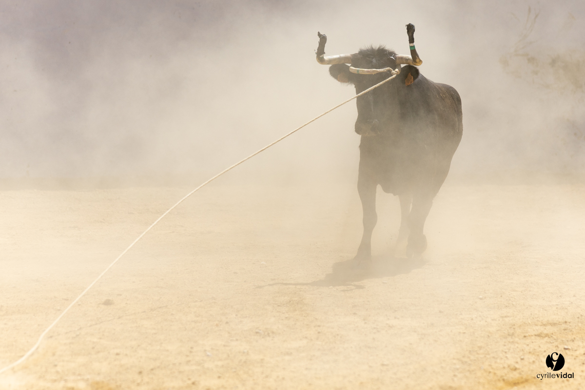 Saint-Cricq Chalosse course landaise de promotion Ganadéria Deyris Cuadrilla Jérémy Lafitte