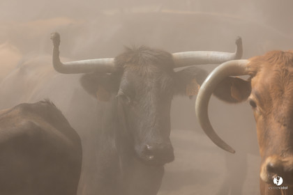 Course landaise à Panjas