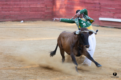 Course landaise à Panjas