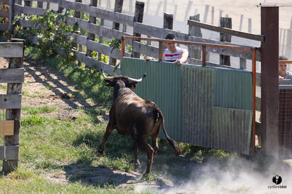 Course landaise à Panjas