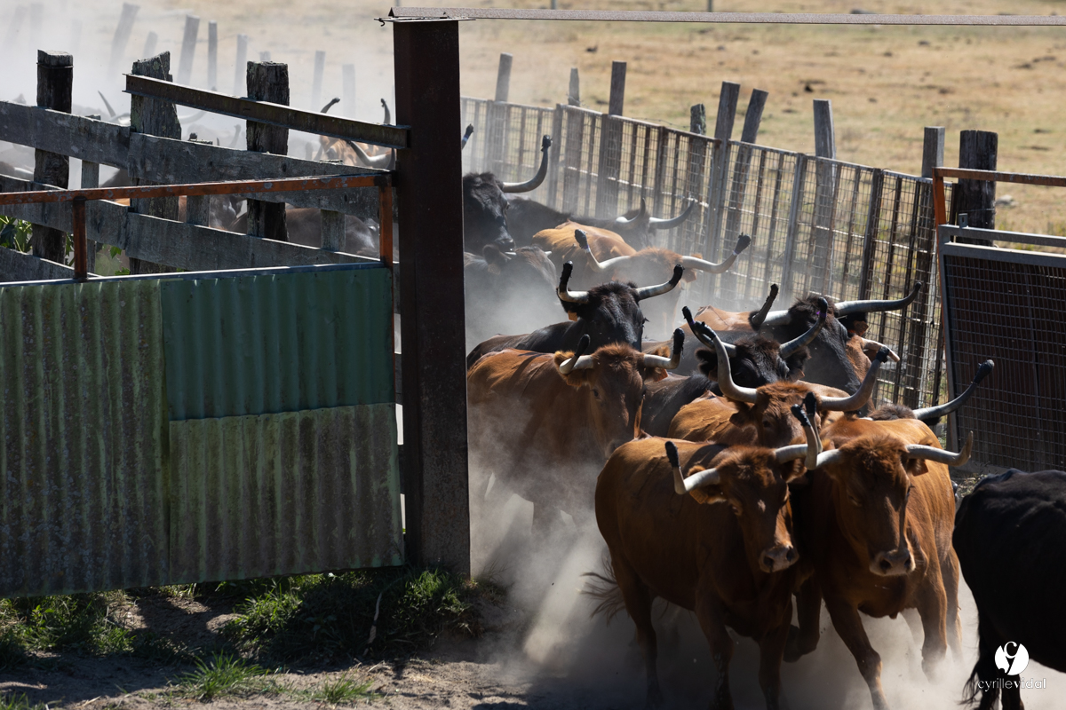 Course landaise à Panjas