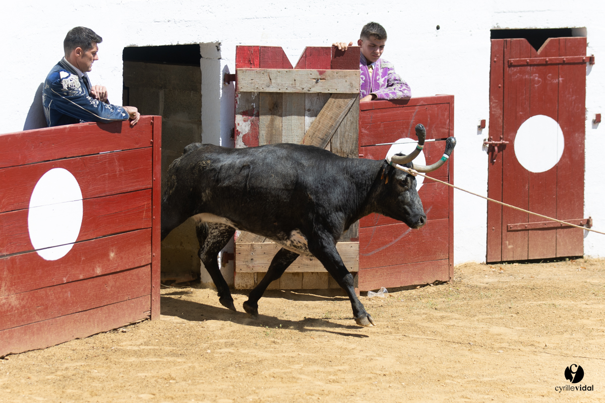 Saint-Cricq Chalosse course landaise de promotion Ganadéria Deyris Cuadrilla Jérémy Lafitte
