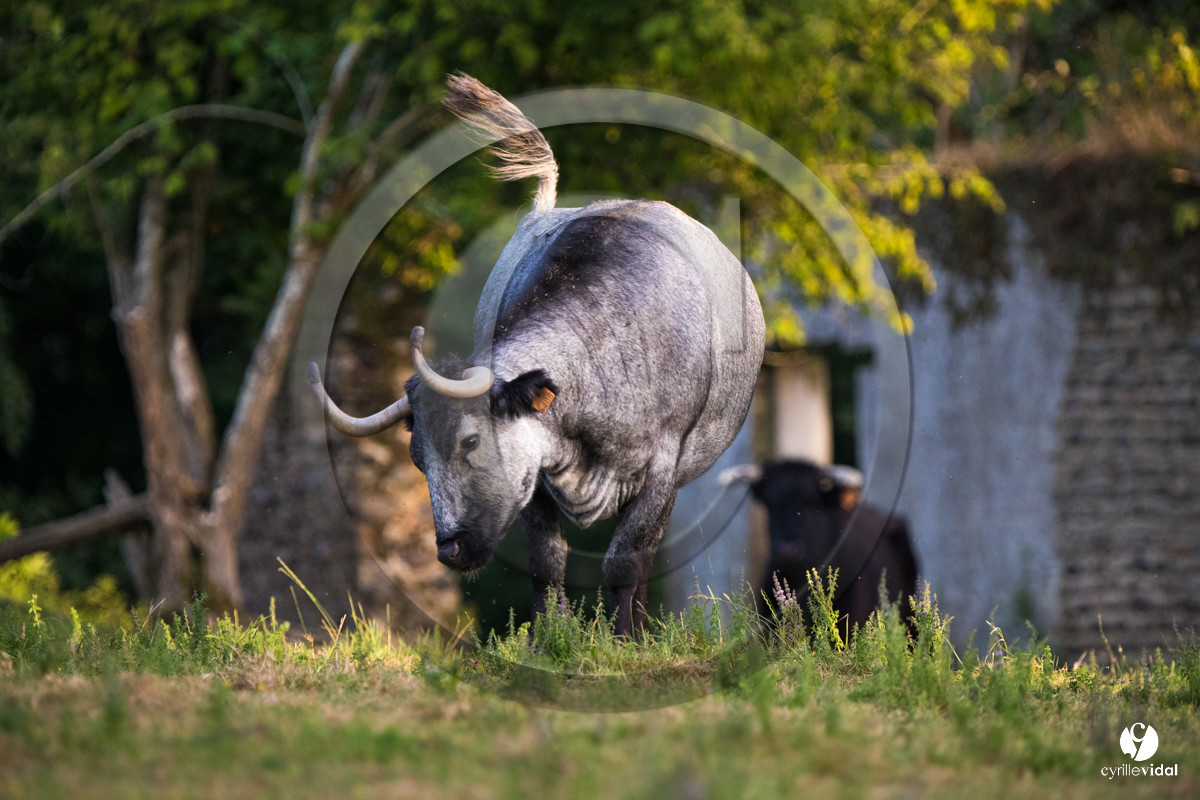 Photos du livre Ganadère landais en 2020